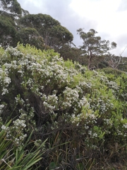 Leucopogon affinis