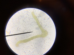 Schistidium splendens