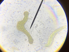 Schistidium splendens