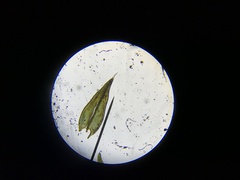 Schistidium splendens