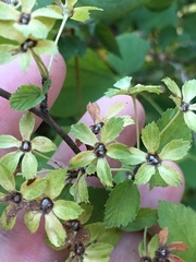 Neviusia alabamensis