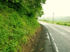 Lathyrus holochlorus