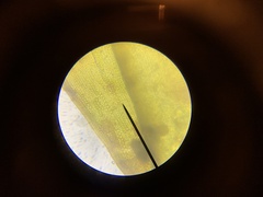 Schistidium splendens