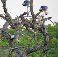 Balearica regulorum