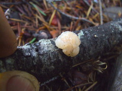 Naematelia encephala