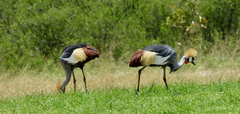 Balearica regulorum