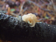 Naematelia encephala