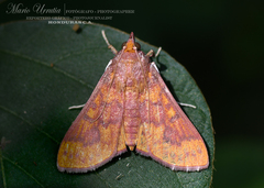 Prenesta scyllalis