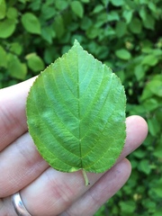 Neviusia alabamensis