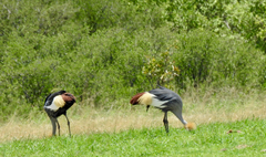 Balearica regulorum