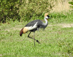 Balearica regulorum