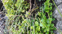 Peperomia urvilleana