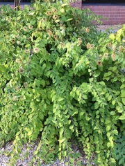 Neviusia alabamensis