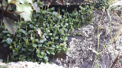 Peperomia urvilleana