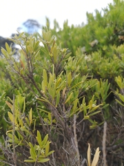Leucopogon affinis