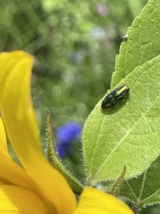 Melobasis purpurascens