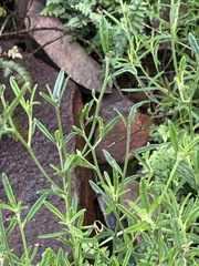 Oocephala staehelinoides