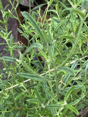 Oocephala staehelinoides