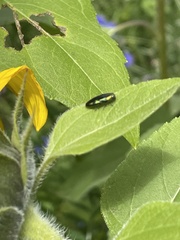 Melobasis purpurascens