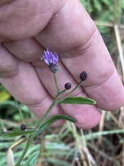 Oocephala staehelinoides