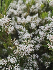 Leucopogon affinis