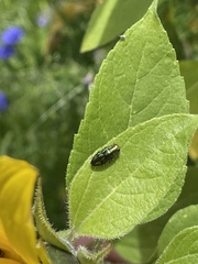 Melobasis purpurascens
