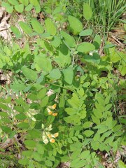 Lathyrus holochlorus