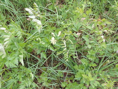 Lathyrus holochlorus