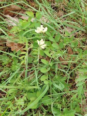Lathyrus holochlorus