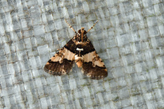 Nacoleia mesochlora