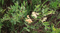 Lathyrus holochlorus