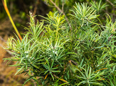 Podocarpus elongatus