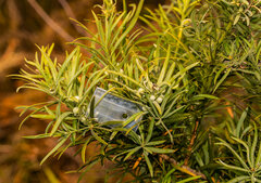 Podocarpus elongatus
