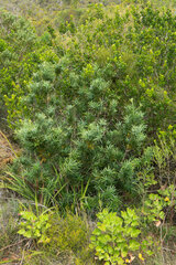 Podocarpus elongatus