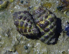 Tenguella marginalba