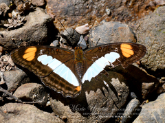 Adelpha serpa