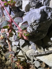Euphorbia cryptorubra