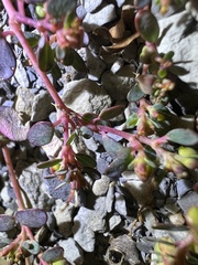Euphorbia cryptorubra