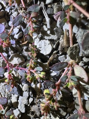 Euphorbia cryptorubra