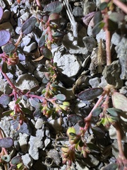 Euphorbia cryptorubra