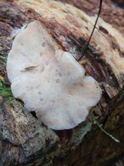 Amylocystis lapponica