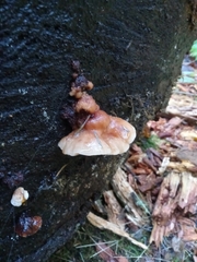 Amylocystis lapponica