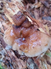 Amylocystis lapponica