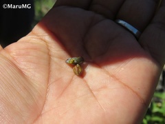 Juniperus angosturana