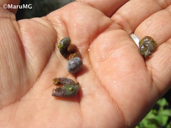 Juniperus angosturana