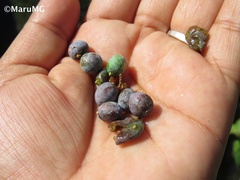 Juniperus angosturana