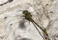 Ceratogomphus pictus