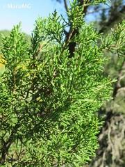 Juniperus angosturana