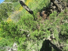 Juniperus angosturana