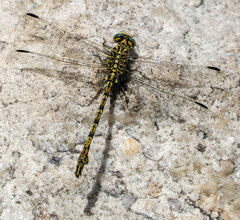 Ceratogomphus pictus